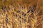 very nice autumn reed with blurry background