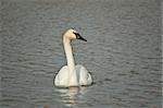 A Trumpeter swan swimming in a suburban pond.