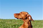 A profile shot of a sunlit Vizsla dog in a green field with a deep blue sky..