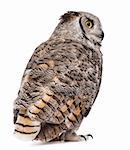 Rear view of Great Horned Owl, Bubo Virginianus Subarcticus, in front of white background