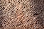 A closeup of wild pig skin and fur. Good  background or texture