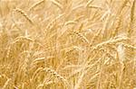 Infinite field of ripe wheat - gold ears