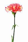 Beautiful fresh carnation on a white background