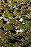 A place in the gardens of St James Park in London where pigeons relax.