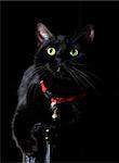 Black cat with green eyes on black background