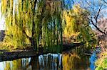 Yellow trees are reflected in the clean river. Autumn