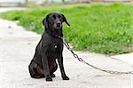 Black dog on a chain sadly look at the master