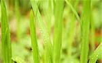 Fresh new grass in the spring after a shower of rain