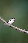 A Willow Tit Perching On A Tree Branch