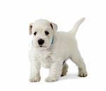 five weeks old white schnauzer puppy on a white background