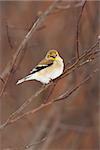 Wild American Goldfinch Male in Winter ( non-breeding ) Plumage.  Bird is perched on a branch with little snow flakes on Feathers.