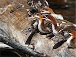 Common Merganser Chicks on a log trying to eat a Dragonfly