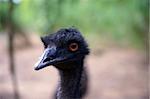 The big birds. Ostrich.   The big birds living in natural conditions under state protection. Borneo.