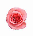 beautiful pink rose isolated on white background