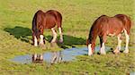 This late afternoon shot of Clydesdale horses was taken in Sonoma, California.