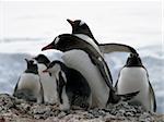 Adelie, Gentoo and Magellan Penguins encountered on my last trip to the antarctica