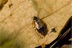 cockroach on the dead leafs ground