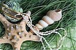 Variety of seashells and jewelery on green background