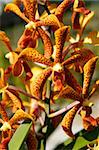 Wild orchids of high-mountainous Borneo. The paradise fallen asleep butterflies.