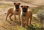 two young puppies purebred belgian shepherds malinois