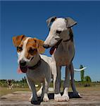 portrait of a  purebred jack russel terrier and a baby whippet