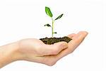 plant in the hand on dark white background