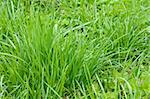 lawn of the bright green grass closeup