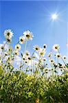 daisy flower from below with blue sky in summer