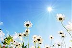 daisy flowers from below under blue sky in summer