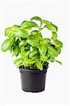 Basil growing in the black pot - isolated