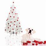Beautiful Labrador retriever lying on the floor with a christmas tree on the background