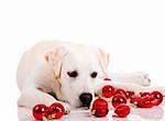 Beautiful Labrador retriever surrounded by Christmas balls, isolated on white background