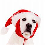 Close-up portrait of a Labrador retriever with a Santa hat isolated on white background