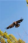 Immature Bald Eagle In Flight