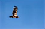 Immature Bald Eagle In Flight