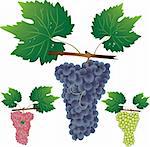 Three cluster of grapes. Vector illustrator.