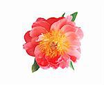 Bright pink peony flower isolated on white background