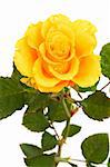 Fresh yellow roses on a white background