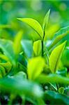 Close up fresh tea leaves in morning sunlight.