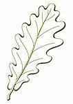 Leaf of oak tree, nature symbol, monochrome vector, isolated pictogram