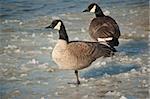 A pair of Canada Geese (Branta canadensis) stand on the slushy surface of a frozen pond.