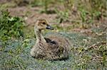 A young Canada gosling (Branta canadensis) sits in the grass.
