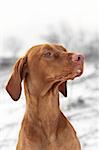 A close-up shot of a Vizsla dog in a field in winter.