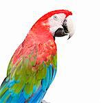 the parrot on the white background.