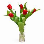 beautiful red tulips in vase