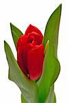one red tulip siolated on white
