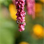 wasp; flower; macro; close-up; green; pink; crimson