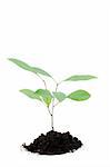 A young plant isolated on a white background