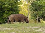 Rhinoceros in its natural environment side view