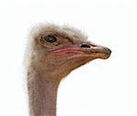 Ostrich at the zoo, head close-ups on a white background, isolated.